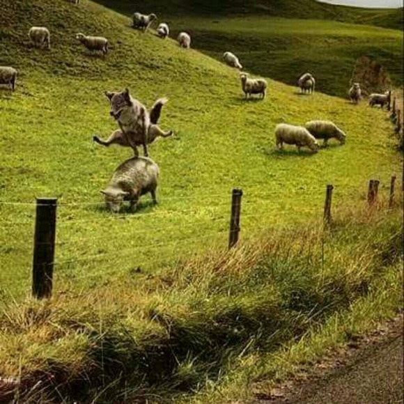 Meet your Posher, Victoria - Picture 2 of 7